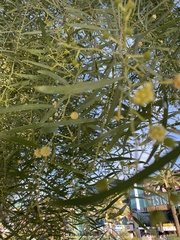 Acacia stenophylla