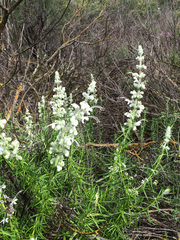 Trichostema lanatum