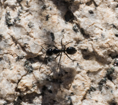 Camponotus laevissimus