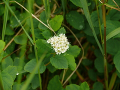 Spiraea beauverdiana