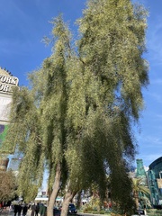 Acacia stenophylla