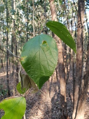 Celtis sinensis