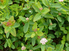 Spiraea beauverdiana