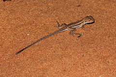 Ctenophorus spinodomus