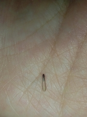 Coptotermes formosanus