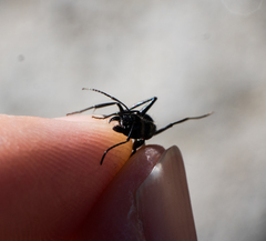 Camponotus laevissimus