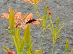 Rhynchium haemorrhoidale