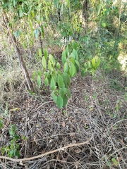 Clerodendrum floribundum