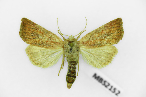 Mere Wainscot, photo 5 of 10