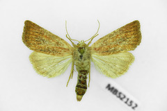 Photedes fluxa