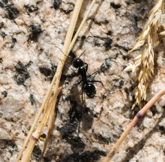 Camponotus laevissimus