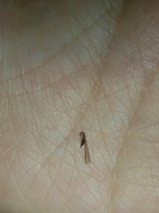 Coptotermes formosanus