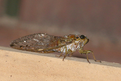Tamasa tristigma