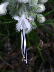 Trichostema lanatum