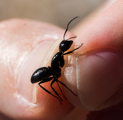 Camponotus laevissimus