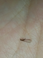 Coptotermes formosanus