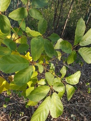 Handroanthus chrysotrichus
