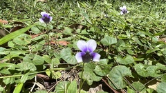 Viola banksii