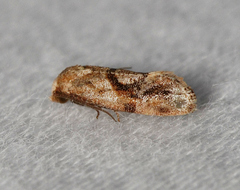 Cochylis