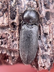 Cardiophorus