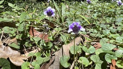 Viola banksii