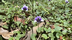 Viola banksii