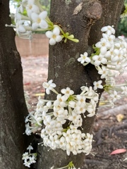 Phaleria clerodendron
