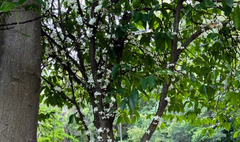 Phaleria