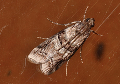 Dioryctria