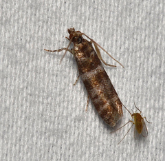 Ephestia columbiella