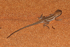 Ctenophorus spinodomus