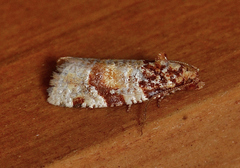 Argyrotaenia kimballi