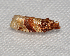 Argyrotaenia kimballi