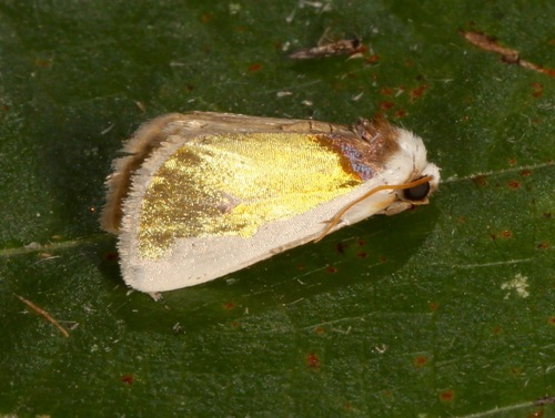 Poetry Moth photo 4