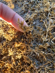 Eragrostis hypnoides