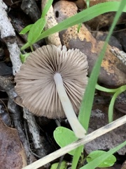 Coprinellus impatiens