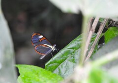 Ithomia agnosia zikani