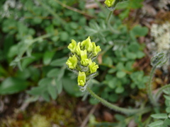 Galegeae