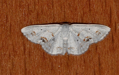 Scopula lautaria