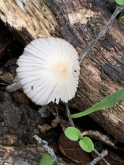 Coprinellus impatiens