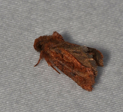 Acrolophus walsinghami