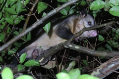 Didelphis