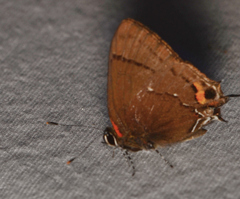 Electrostrymon angelia