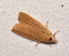 Palpidia pallidior