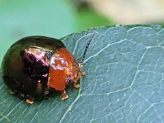 Chalcomela nitida
