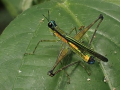 Eumastacidae