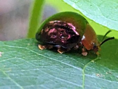 Chalcomela nitida