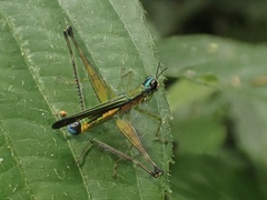 Eumastacidae