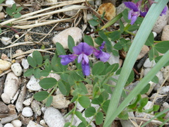 Lathyrus japonicus