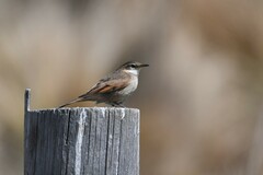 Cinclodes comechingonus